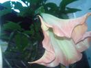 rosa-traum