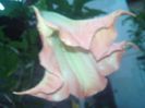 floarea 33