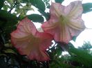 brugmansia pink