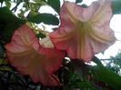 FLOAREA 39