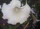 FLOAREA 45