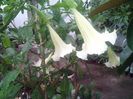 FLOAREA 47