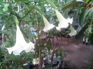 FLOAREA 49