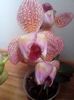 floarea 6
