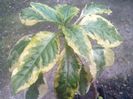 impatiens niamniamensis