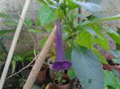 iochroma cyaneum