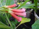 iochroma coccinea