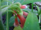 iochroma coccinea
