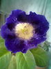 Tigrina blue Singapore