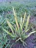 Yucca Variegata