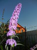 Buddleja davidii Purple (2014, Jul.01)