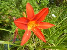 Hemerocallis Red (2014, July 03)