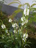 Physostegia virginiana Alba ('14,Jul.01)