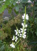 Physostegia virginiana Alba ('14,Jul.06)