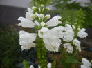 Physostegia virginiana Alba ('14,Jul.06)