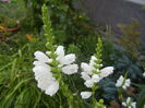 Physostegia virginiana Alba ('14,Jul.06)