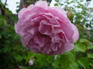 Mary Rose