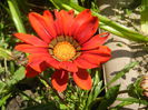 Gazania_Treasure Flower (2014, Jul.05)