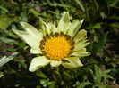 Gazania_Treasure Flower (2014, Jul.05)
