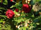 DSCN7196