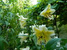 DSCN7204