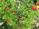 Ruscuta