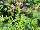Cleome