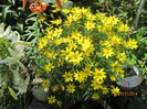 Coreopsis Zagreb