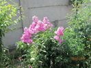 Phlox