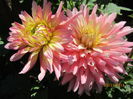 Dahlia Garden Princess