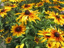 Rudbeckia