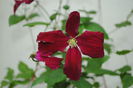 clematis Vitiwester