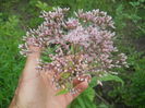 Eupatorium purpureum