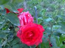 2 iulie 2014 038