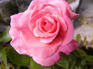 Rosa Tickled pink