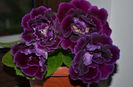 Allegro Purple