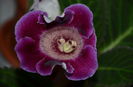 Tigrina Ciclam