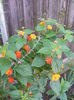DSCF0752