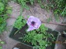 anemone