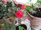 impatiens rosu