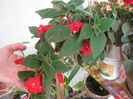 kohleria