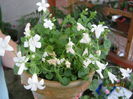 campanula alba
