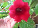 gloxinia rosie