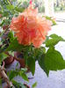 DSCF0765