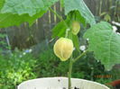 abutilon roz