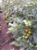 rosii solar