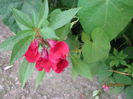 impatiens balsamina