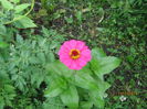 zinnia