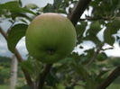 DSCF5530