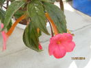 achimenes roz